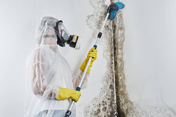 Best Mold Damage Repair  in Mianna, AR