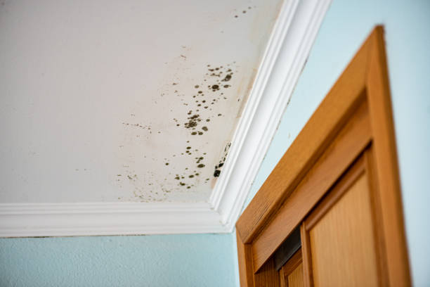 Best Fast Mold Removal  in Mianna, AR