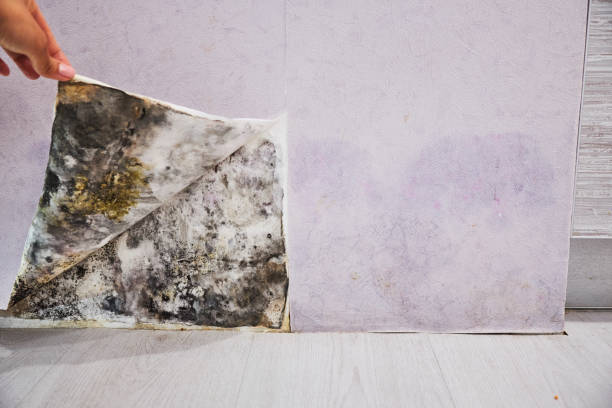 Best Commercial Mold Removal  in Mianna, AR